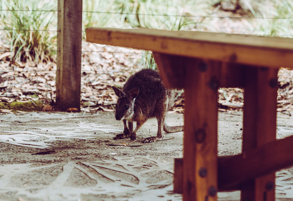 Flinders Chase Nationalpark Wallabie