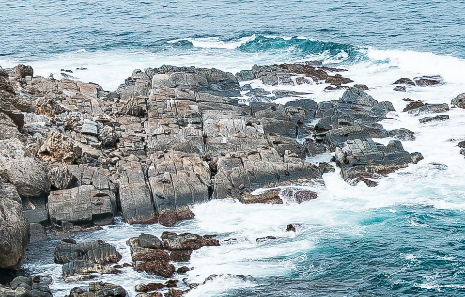 Neuseeländische Pelzrobben, Cape du Couedic, Kangaroo Island