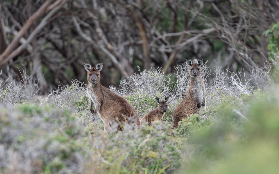 Kangaroo Island Highlights Kängurus