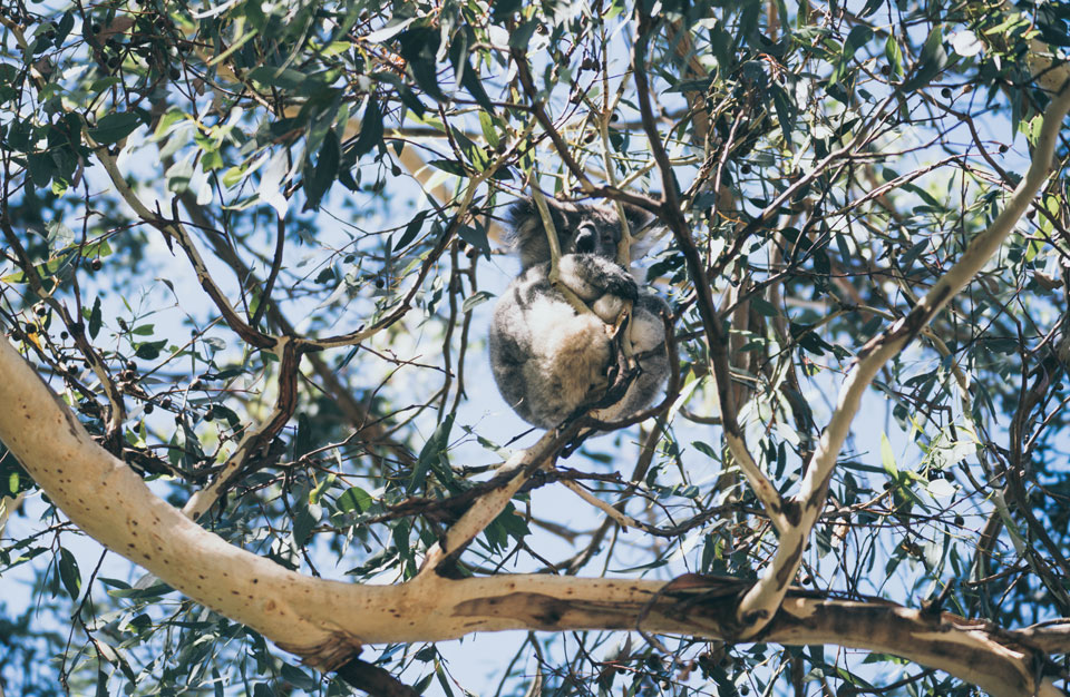 kangaroo-island-highlights-koala