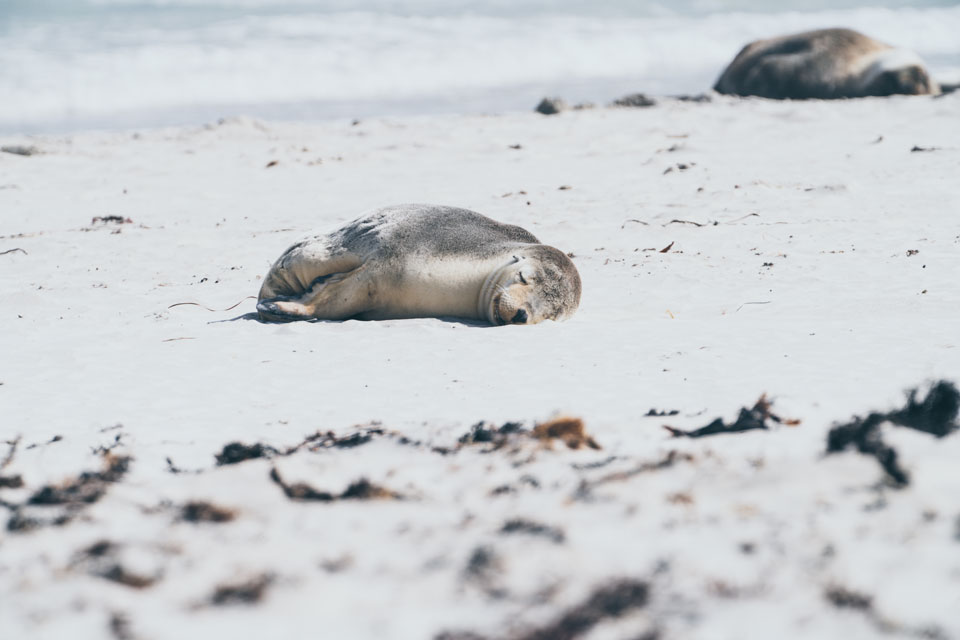 Kangaroo Island Seal Bay Seelöwe