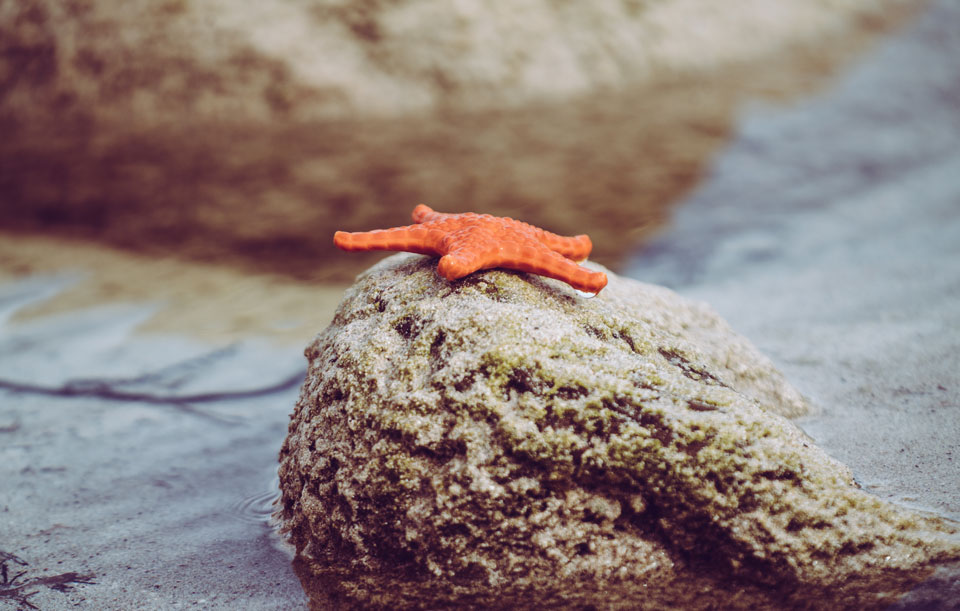 Stokey Bay, Seestern | Kangaroo Island