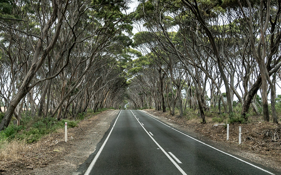 Eine Allee aus Eukalyptusbäumen Kangaroo Island