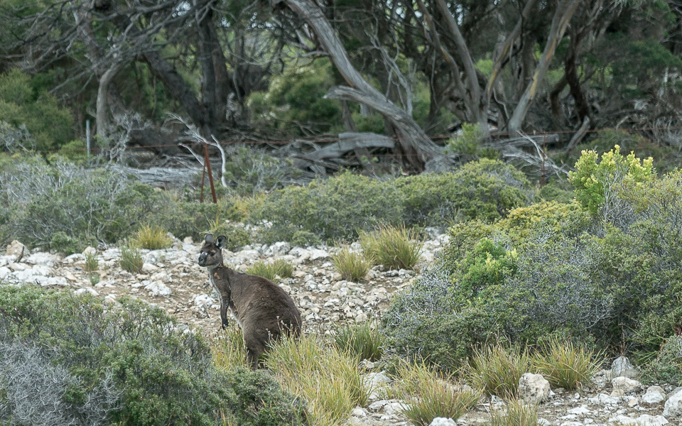 Känguru Kangaroo Island Wildlife