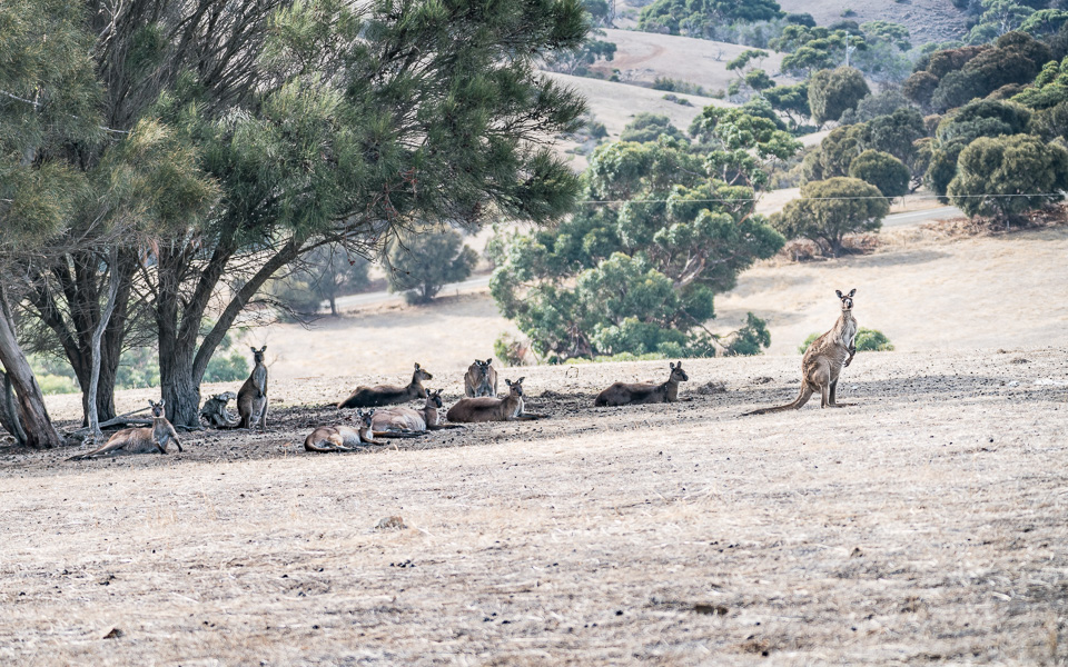 Kängurus - entspannt und zahlreich auf Kangaroo Island