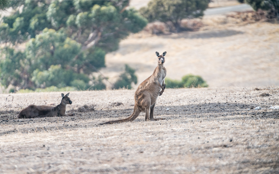 kangaroo-island-kangurus