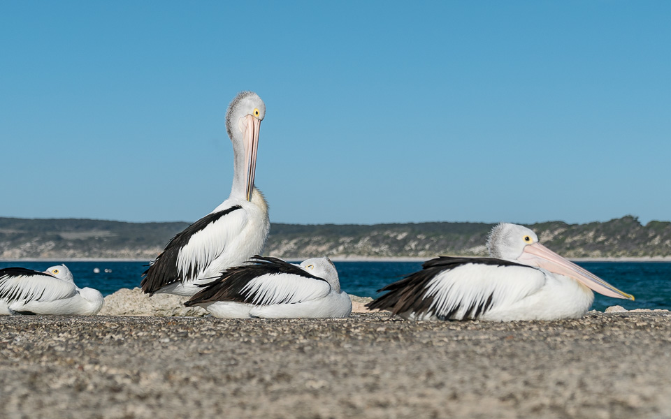 kangaroo-island-pelikane
