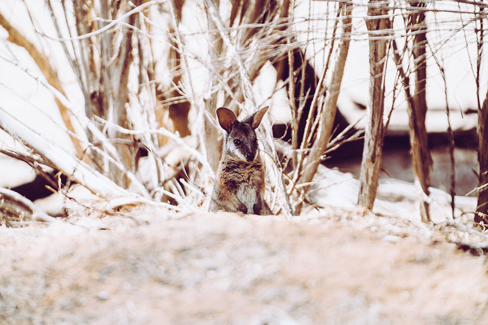 Tammar Wallabie Kangaroo Island