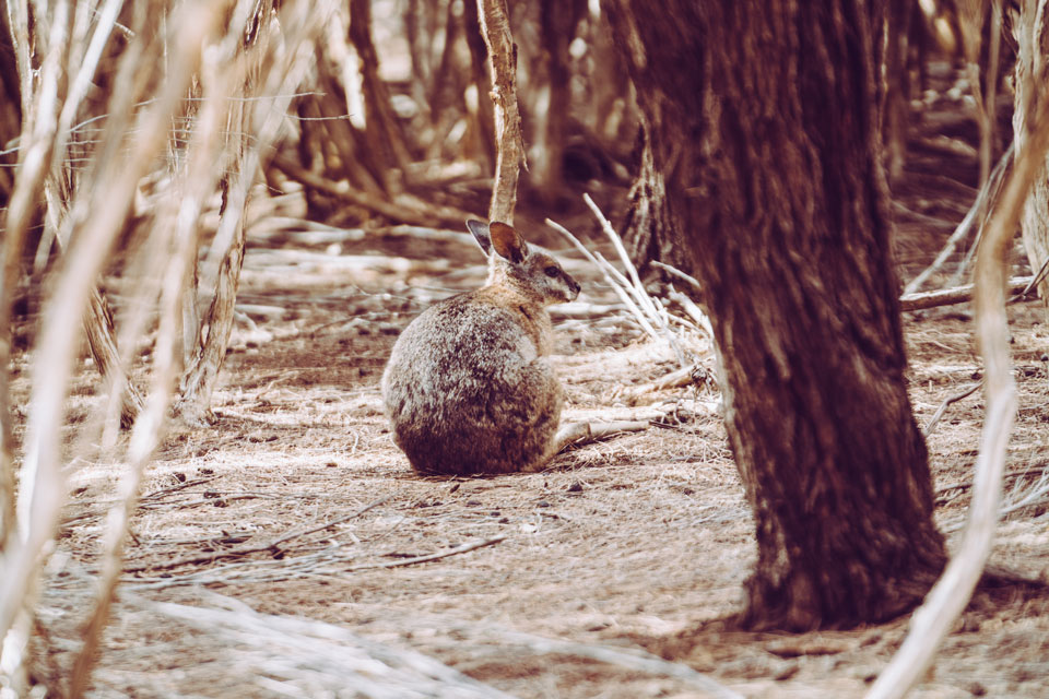 Wallabie Kangaroo Island