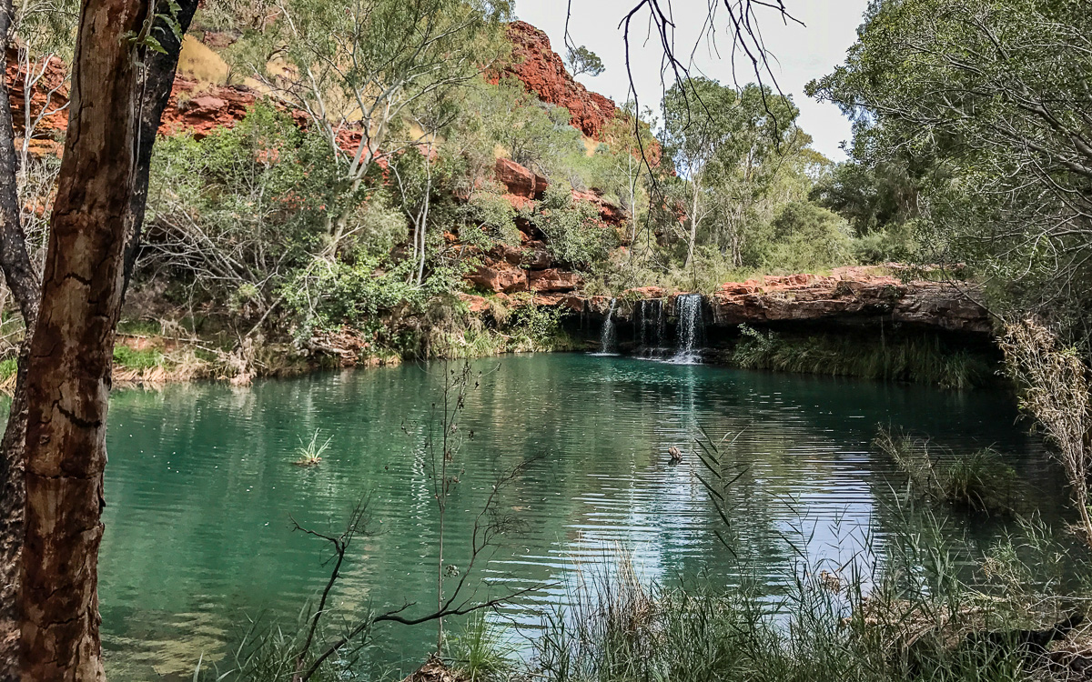 Fern Pool - Dales Gorge | Karijini Nationalpark