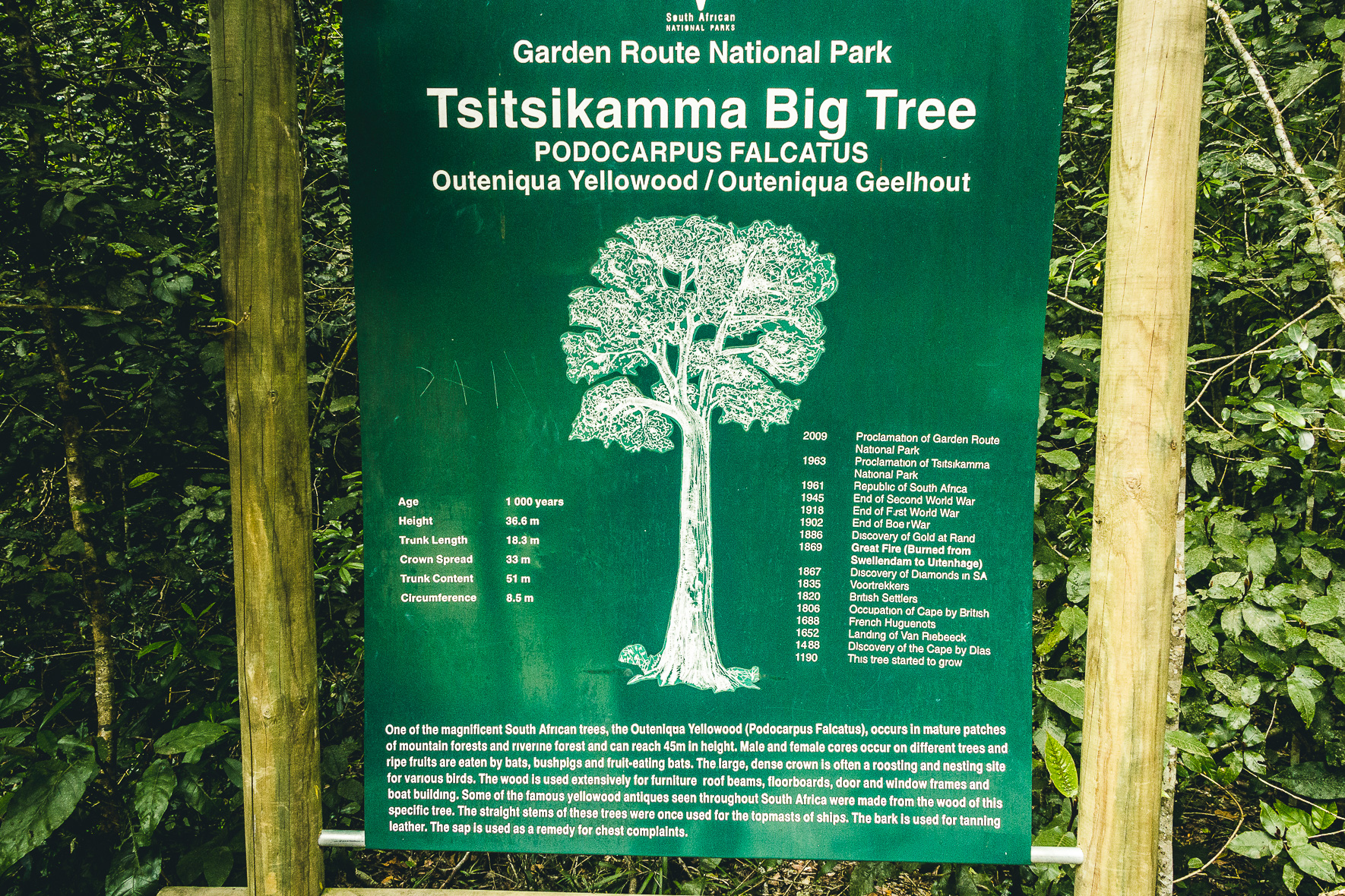 Information zum Big Tree | Tsitsikamma Nationalpark