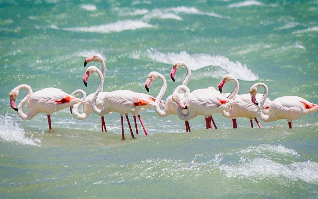 Flamingos Langebaan Lagune Western Cape Südafrika