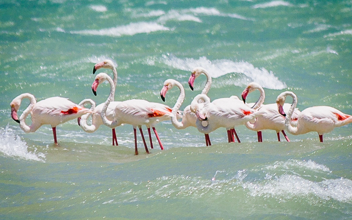 flamingos-westkueste-suedafrika-langebaan