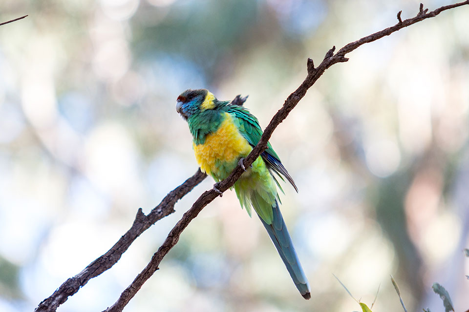 Ringsittich Flinders Ranges Australien