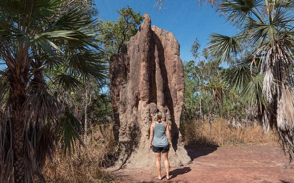 Cathedral Termite Mounds Litchfield NP