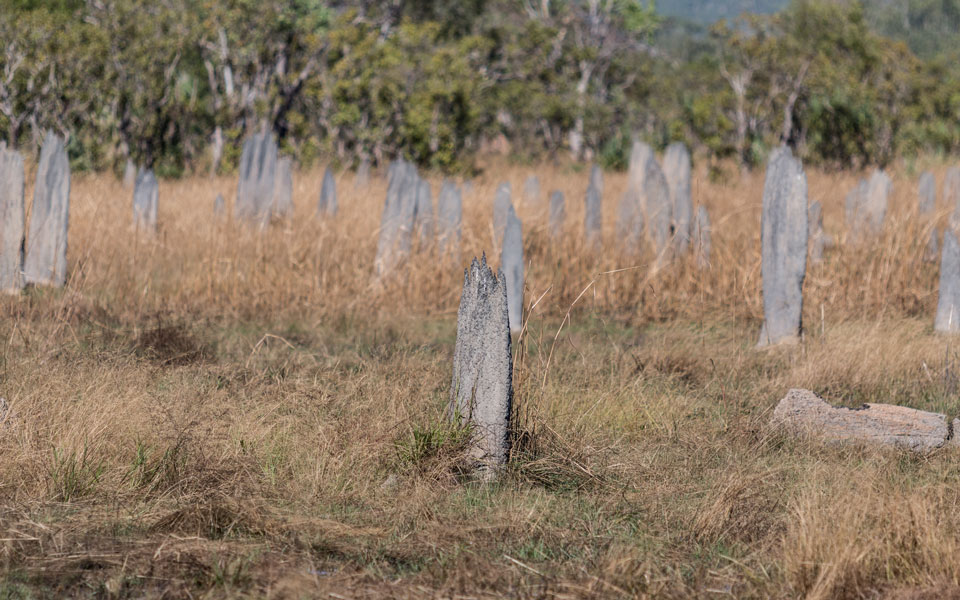 Flache Magnetic Termite Mounds Litchfield NP