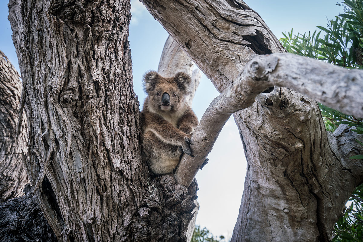 Südküste Australien Port Lincoln Koala