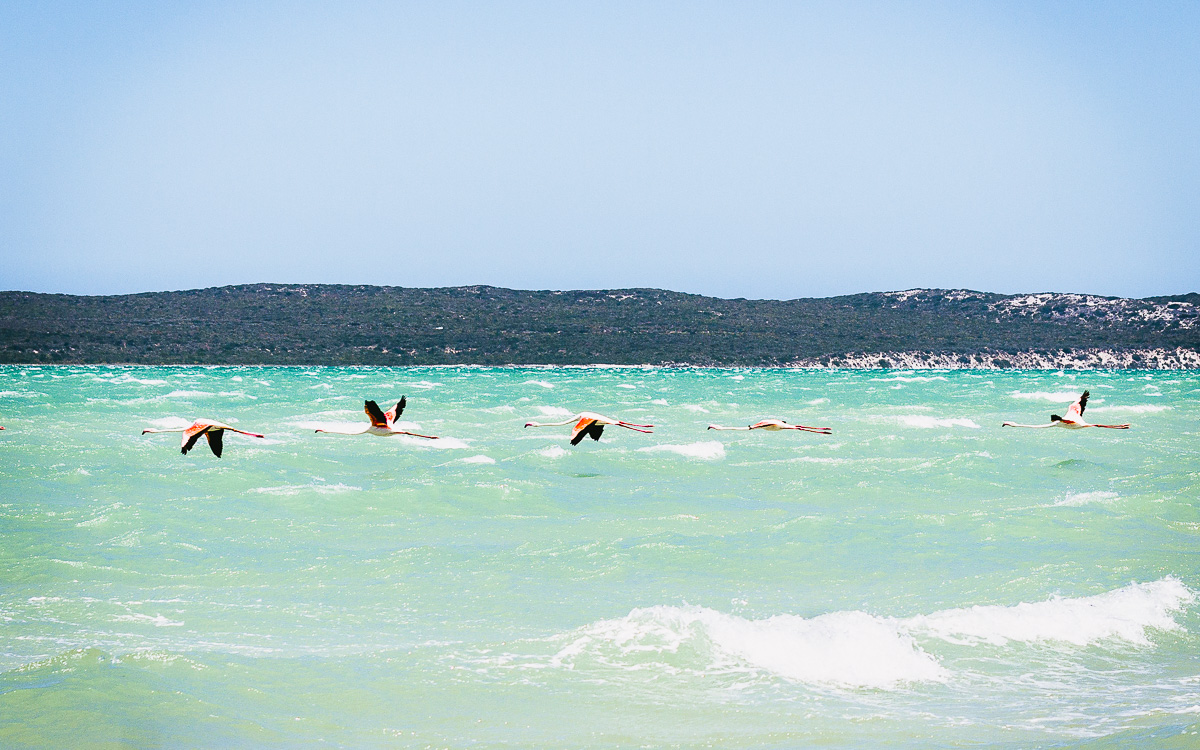 Westküste Südafrika West Coast Nationalpark Flamingos