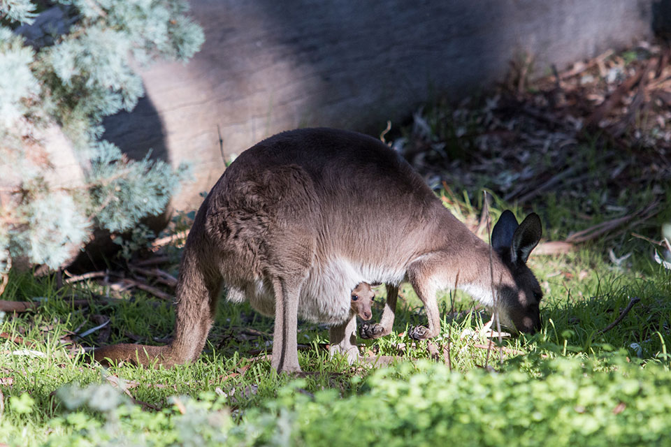 wilpena-pound-kangaroo