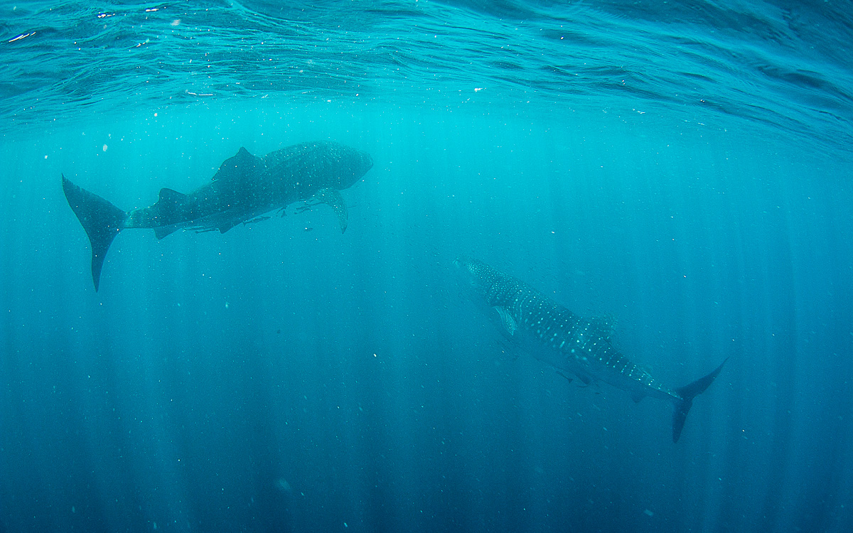 Mit Walhaien schwimmen Ningaloo Reef Australien