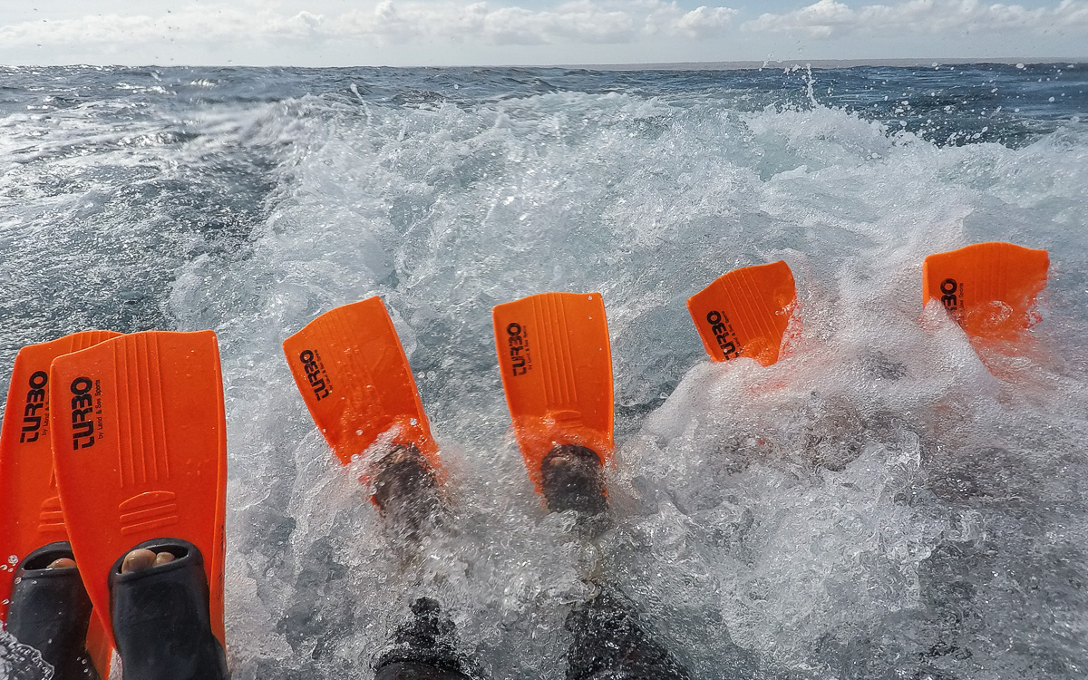 Bereit zum Schwimmen mit Walhaien