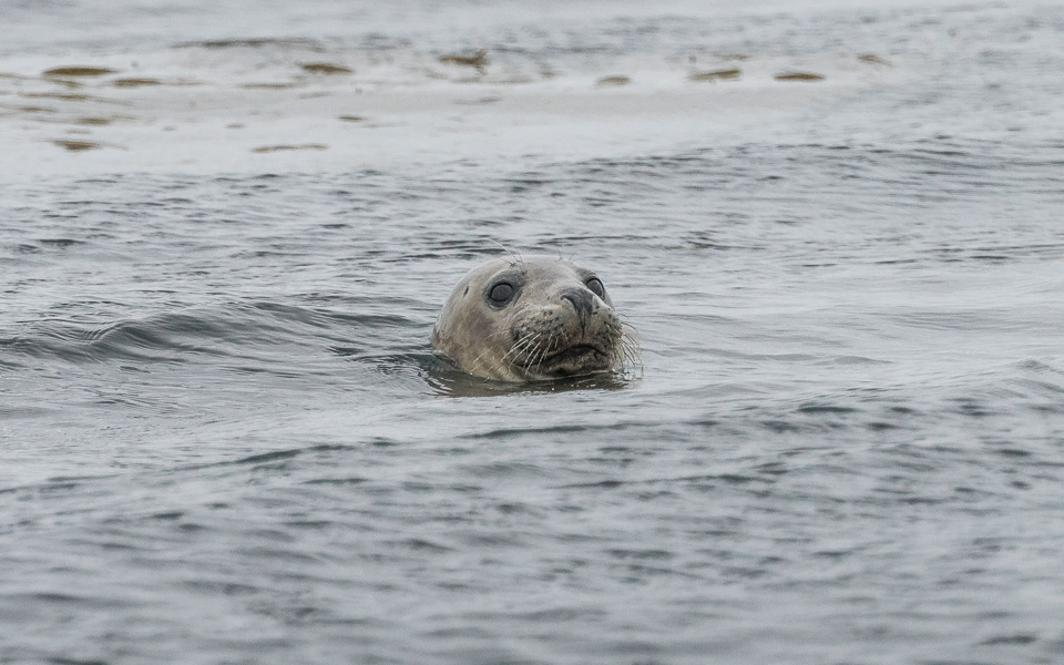 Kegelrobben Nordküste Finistere Bretagne