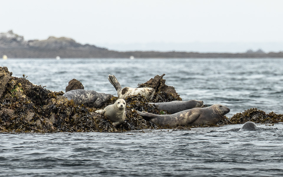 Kegelrobben Babies Finistere Bretagne