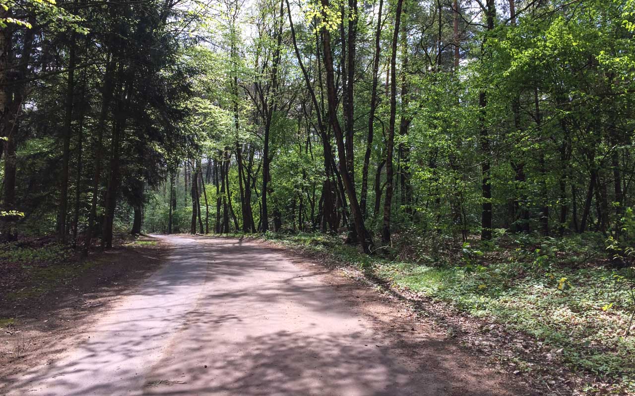 Holland Radtour Wald