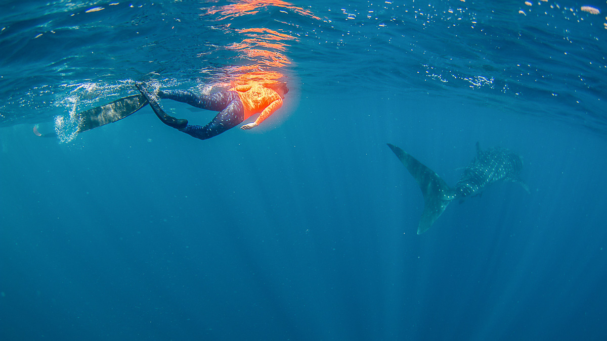 Mit Walhai schwimmen Westaustralien
