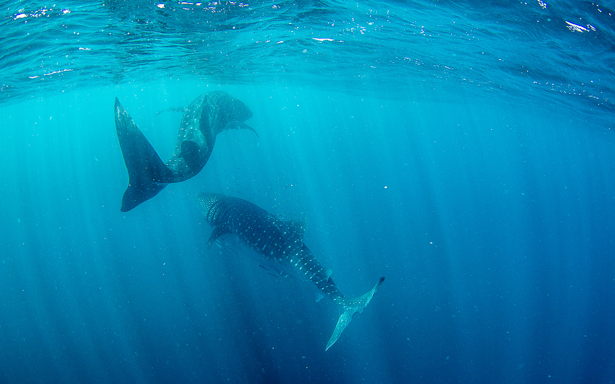 walhai-schwimmen-ningaloo-reef-21