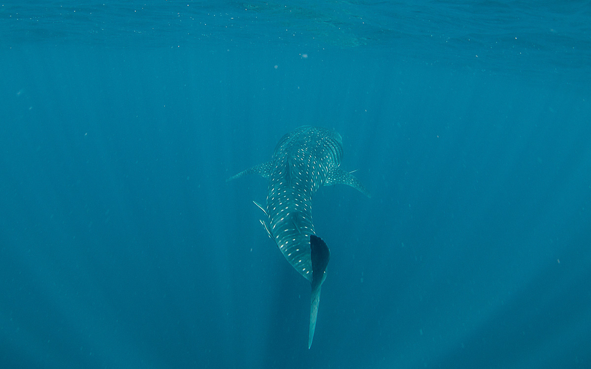 walhai-schwimmen-ningaloo-reef-flosse