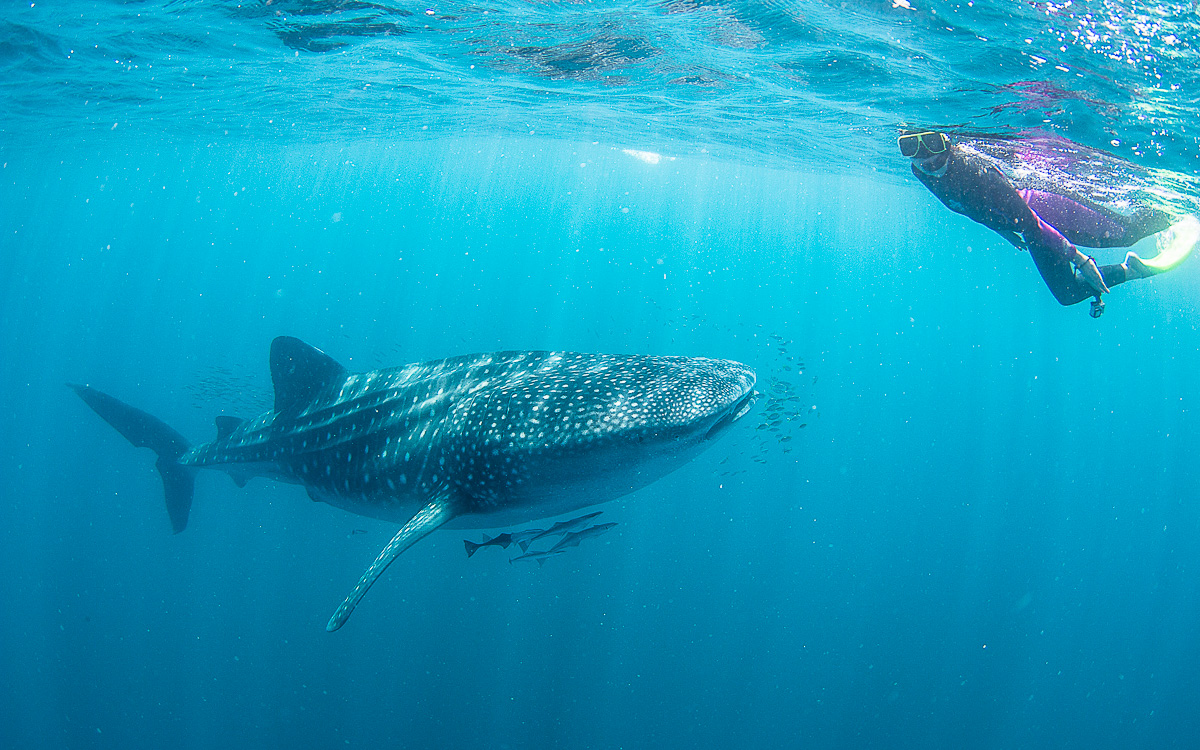 Schwimmen mit Walhaien - taucht ein 2. auf
