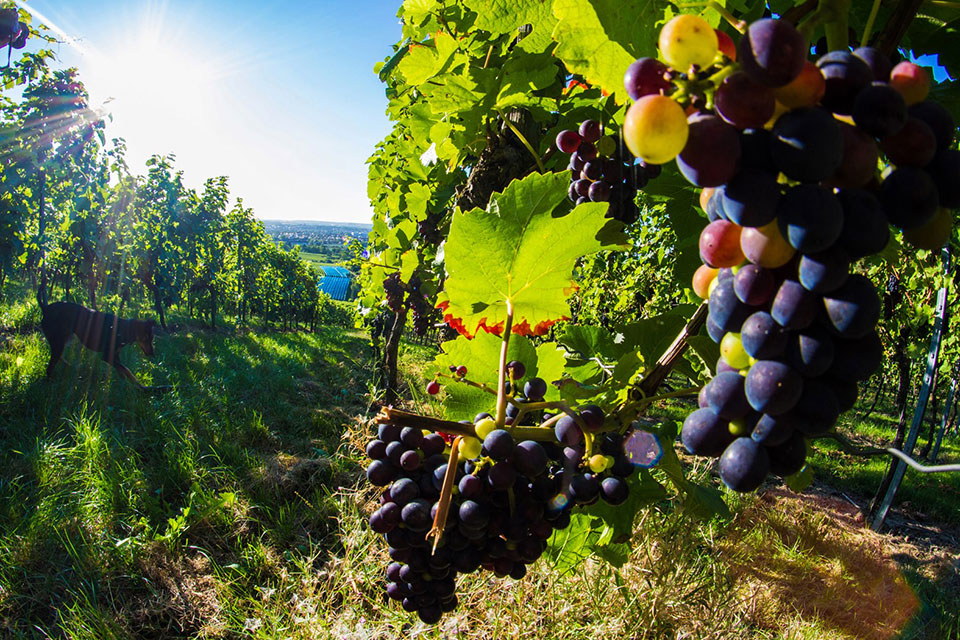 Ausflüge in Heilbronn und Heilbronner Land