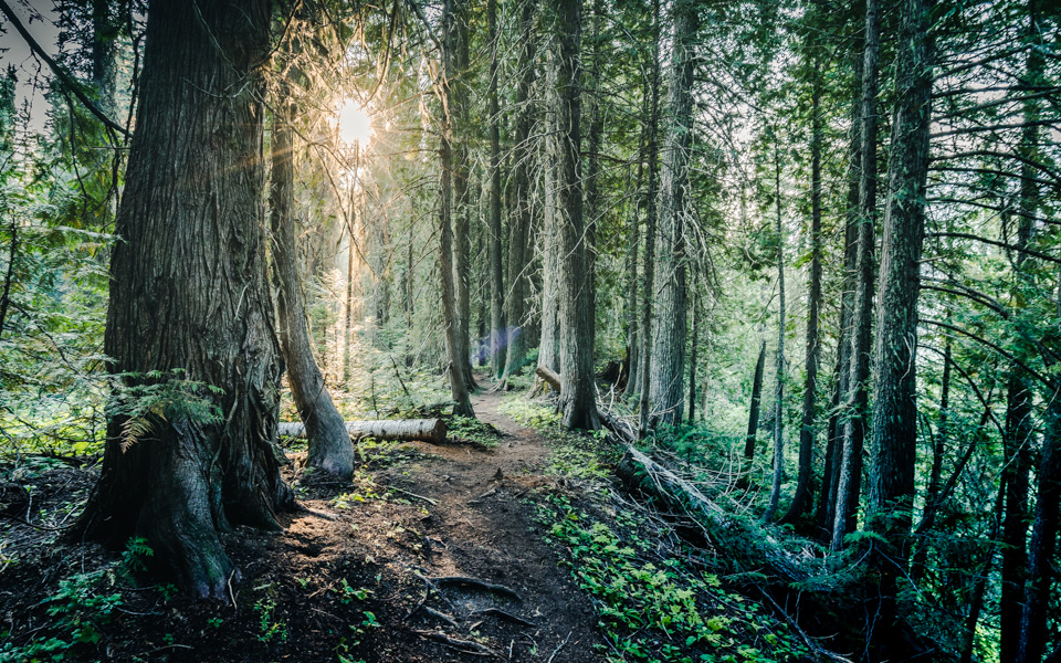 island-lake-fernie-wanderung-2