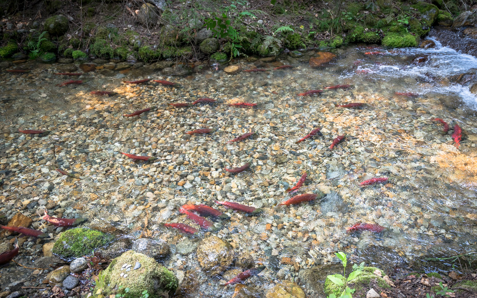 kokanee-creek-spawning-channel