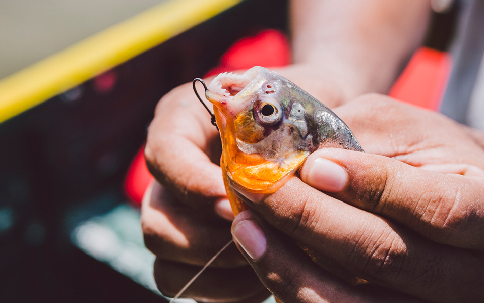 Piranha Zähne Amazonas Peru