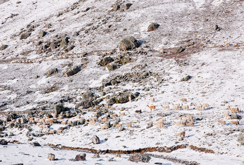 alpaka-herden-anden-rainbow-mountains-peru