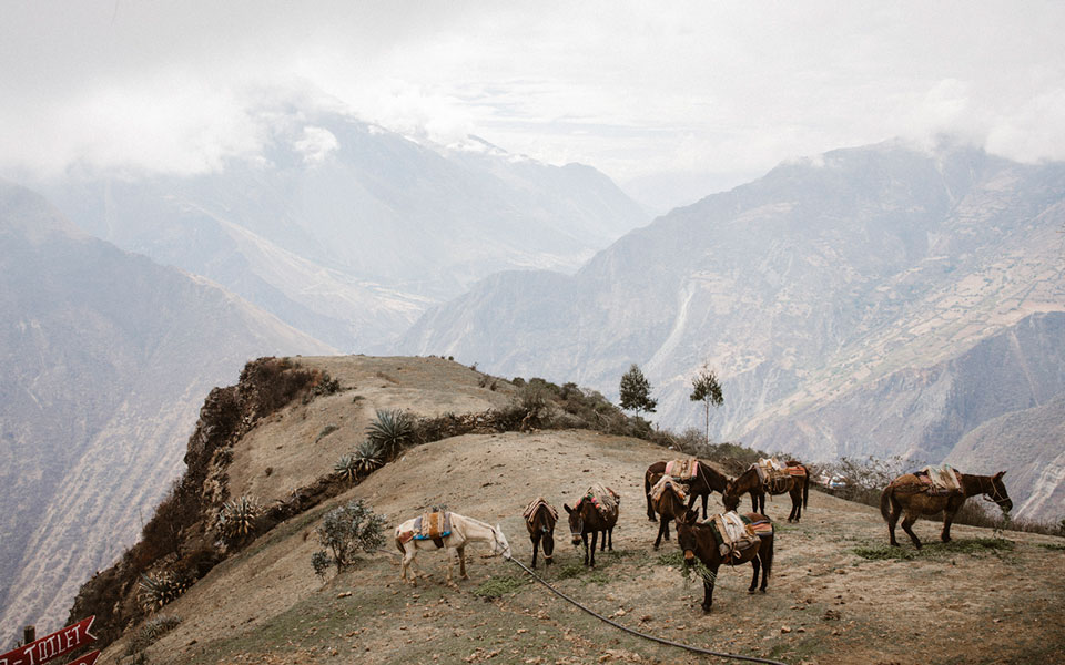 choquequirao-trek-maultiere