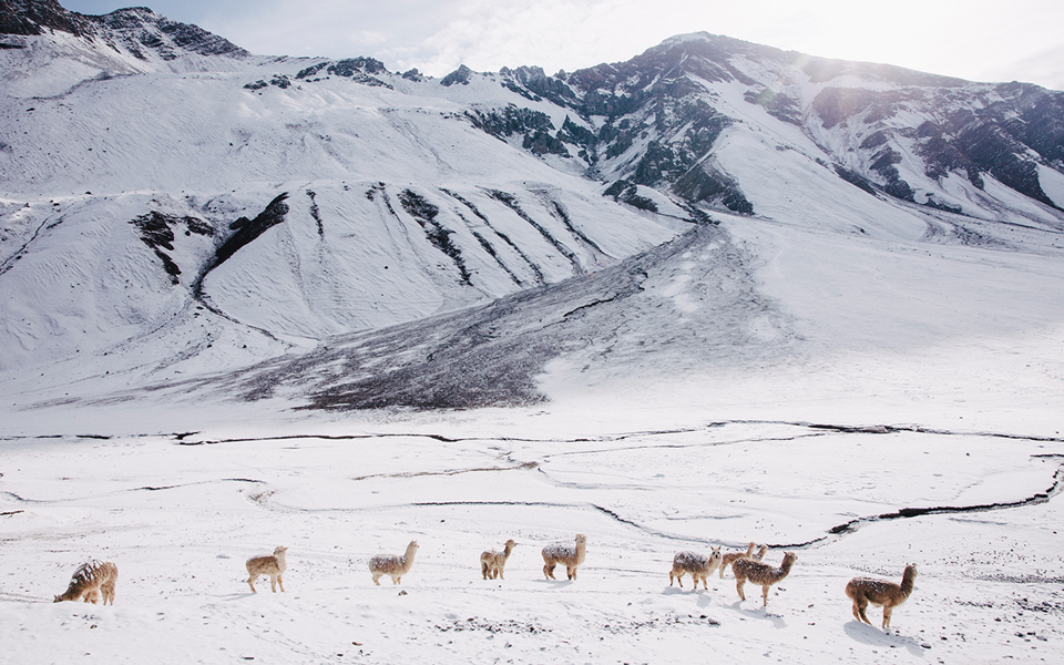 rainbow-mountains-peru-alpakas-schnee