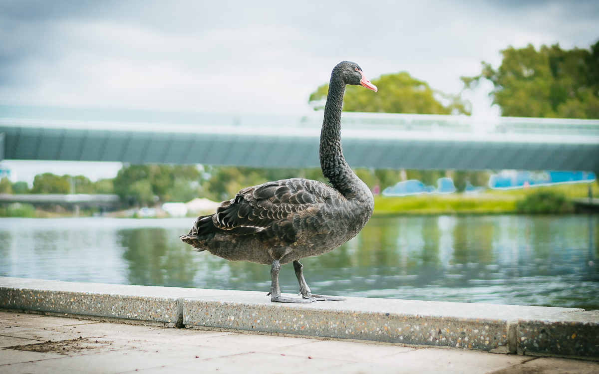Black Swan Riverbank Adelaide