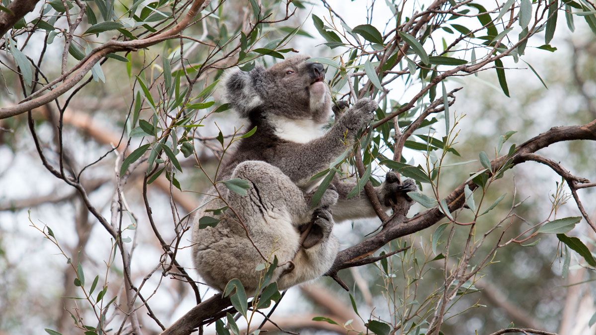 Koala der frisst, Kangaroo Island