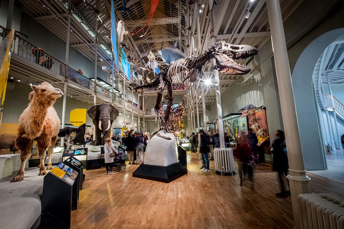 National Museum of Scotland - Tiere