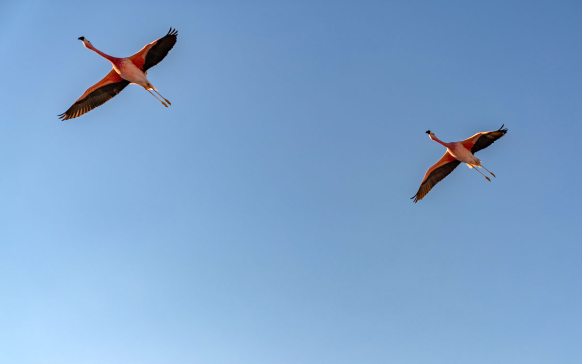 Salar de Atacama Flamingos. Atacama-Wüste Chile