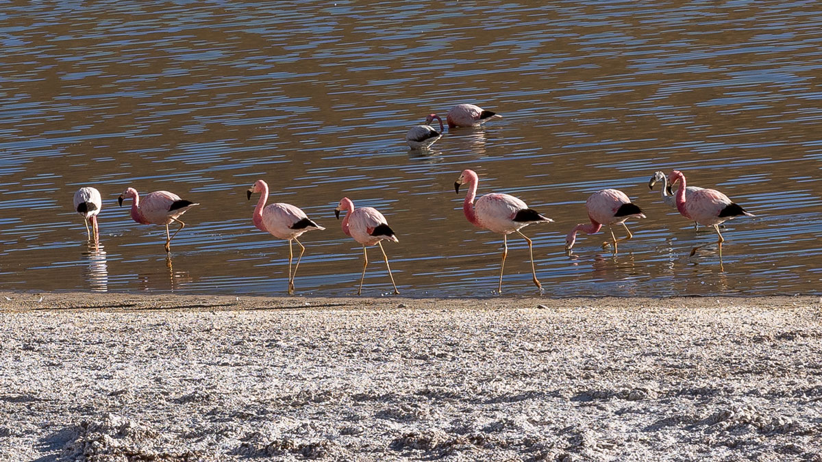Chilenische Anden Flamingos Atacama-Wüste Chile