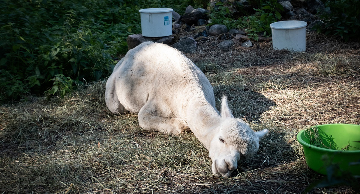 Alpaka Farm Mathildedal
