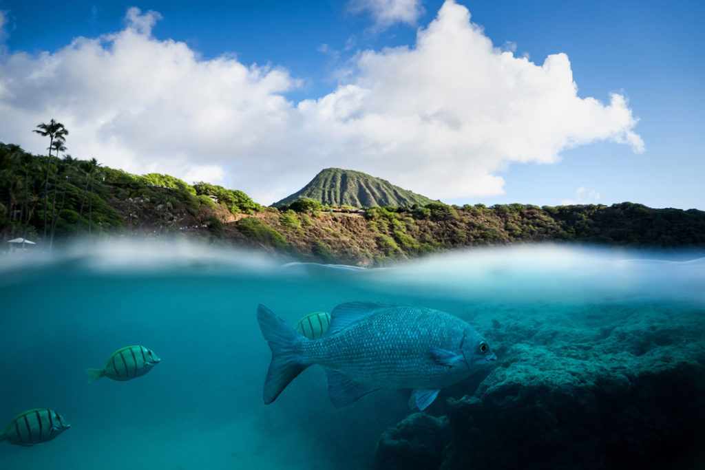 Fische Hanauma Bay Oahu Hawaii