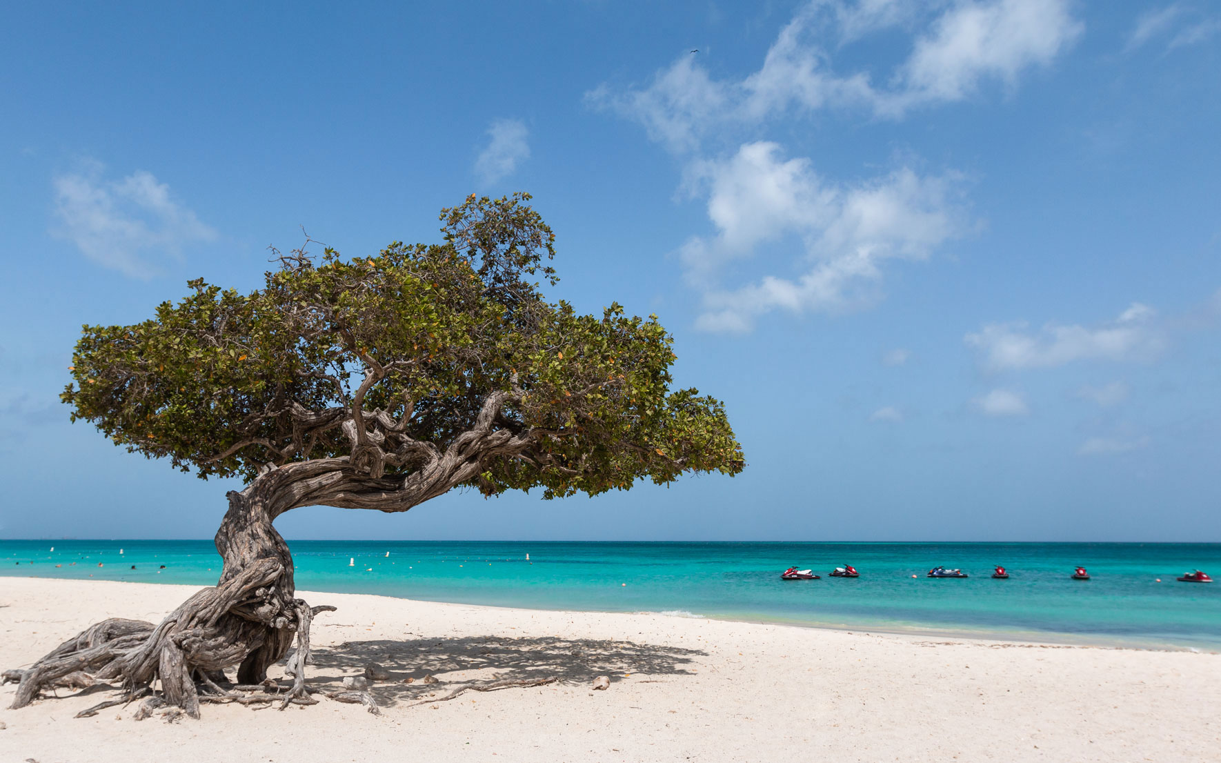 Divi Divi Baum Eagle Beach Aruba
