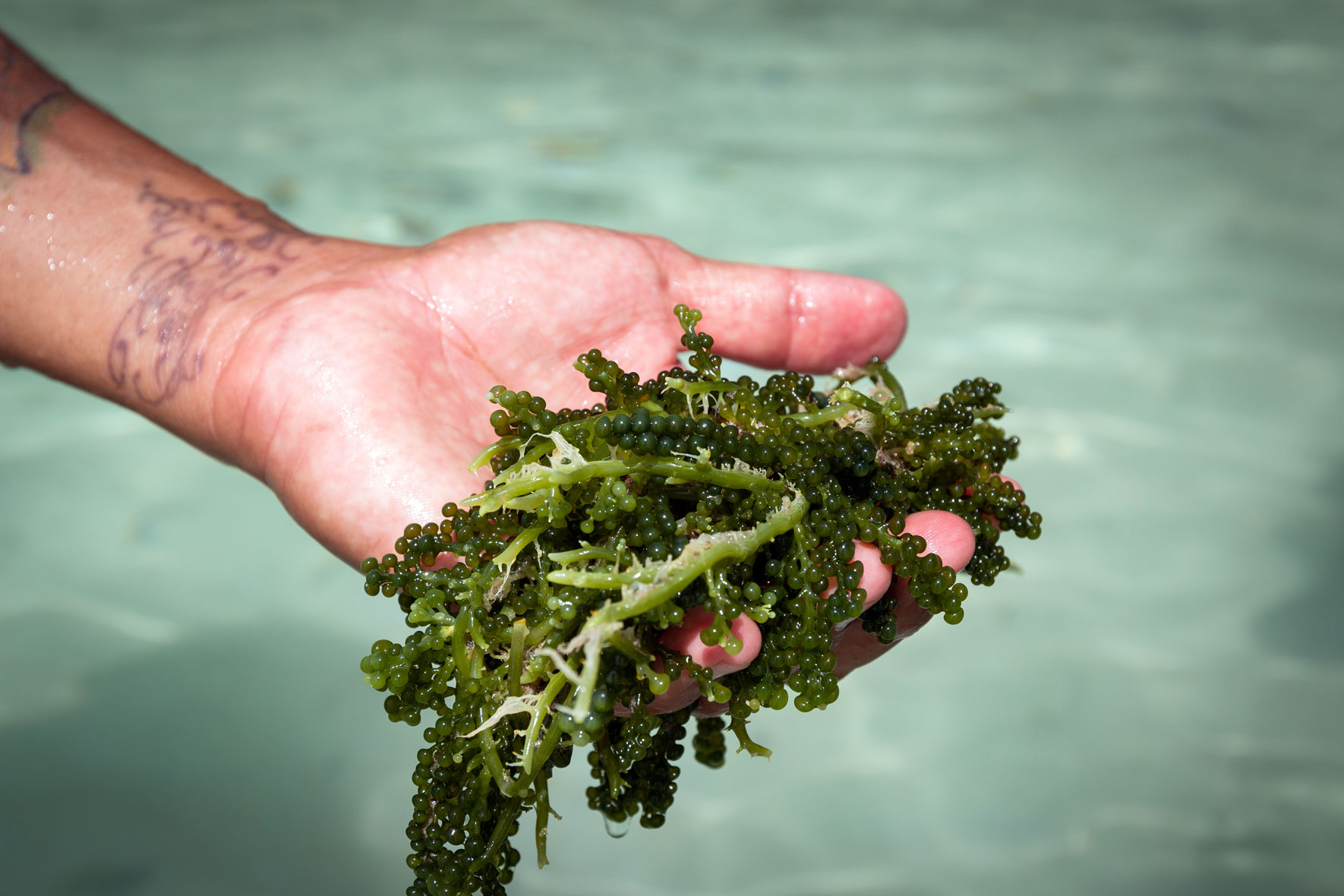 Frank Kelly Foraging Tour Aruba