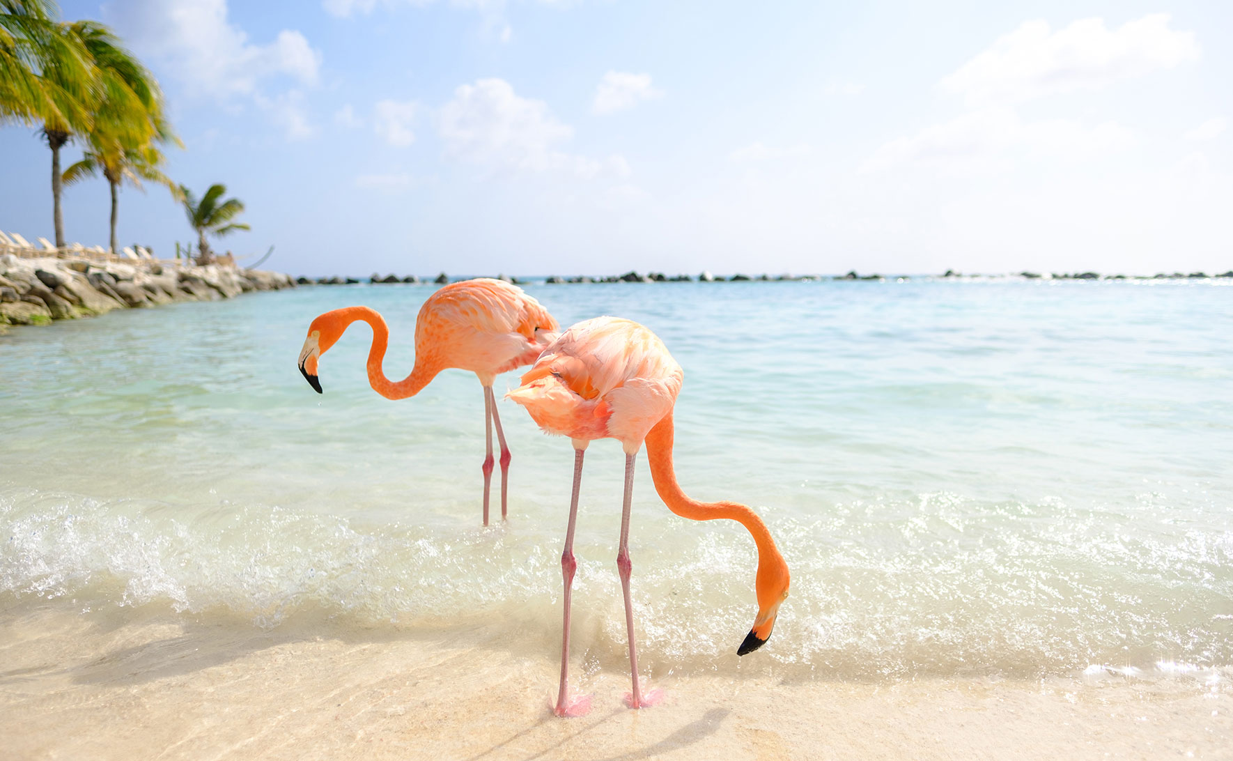 Flamingos auf Renaissance Island. Aruba. Fotocredit: Ines Thomsen