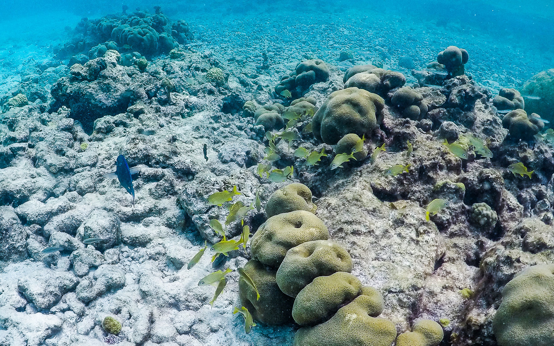 Unterwasserwelt Aruba Karibik